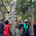 Ancient trees in the Imperial Garden