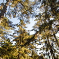 Chengde Mountain Resort Pine Trees