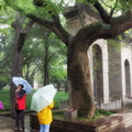 Viewing the Pagoda Tree