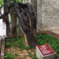1,300 year-old Pagoda Tree