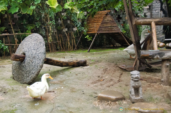 Garden area for the ducks