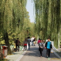 Beautiful Weeping Willows