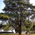 An Ancient Tree in East Lake