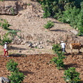 Farming Along the Yangtze River