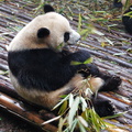 Close-up of a Little Panda