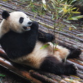 Panda Cub Feeding