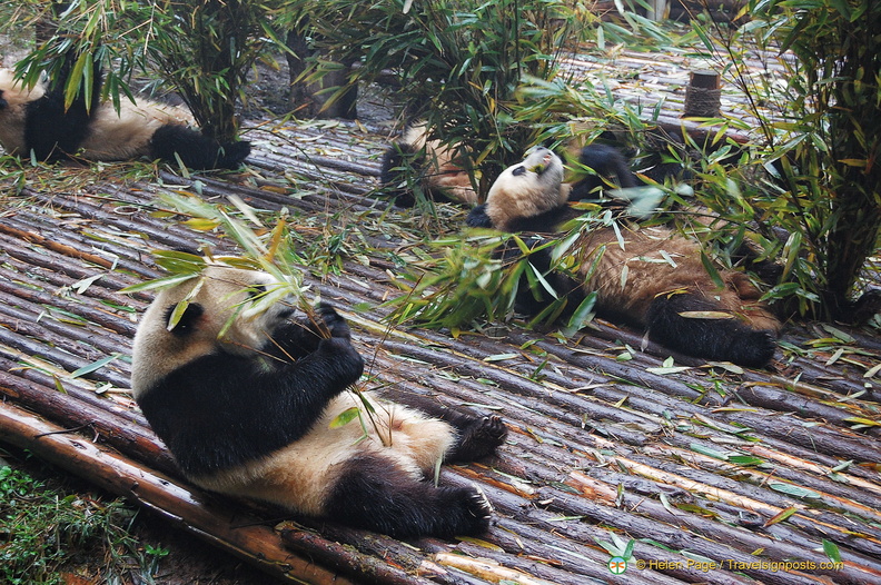 chengdu-panda-breeding-DSC6478.jpg