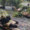 Giant Panda Cubs Feeding