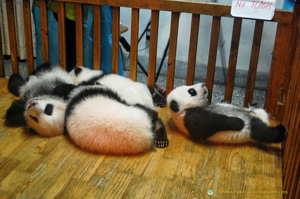 Giant Panda Yearlings