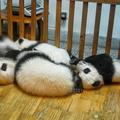 Cute Giant Panda Yearlings