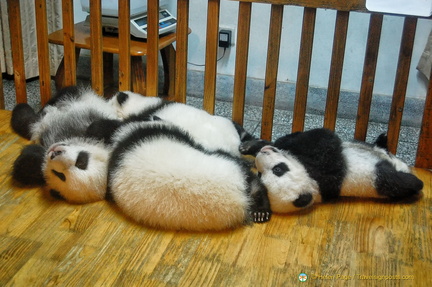 Cute Giant Panda Yearlings