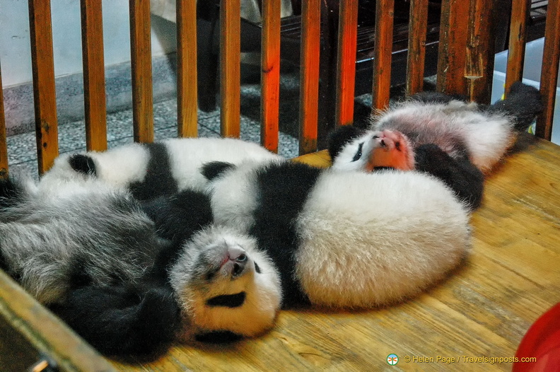 chengdu-panda-breeding-DSC6503.jpg