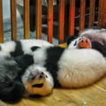 Baby Giant Pandas Asleep