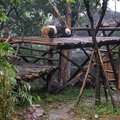 chengdu-panda-breeding-DSC6509.jpg