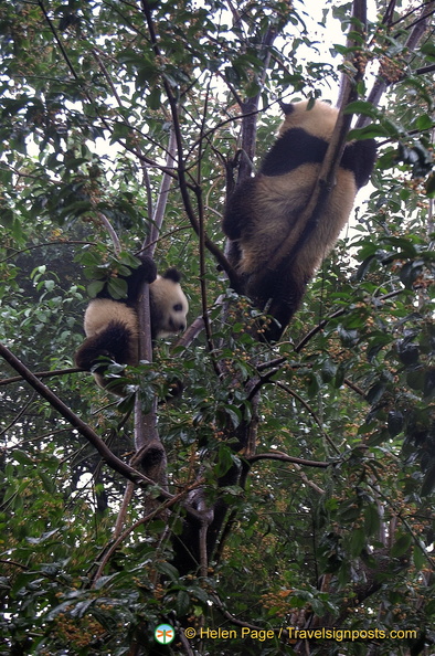 chengdu-panda-breeding-DSC6518.jpg