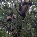 The Active Pandas
