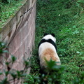 Following the Panda on its Trail